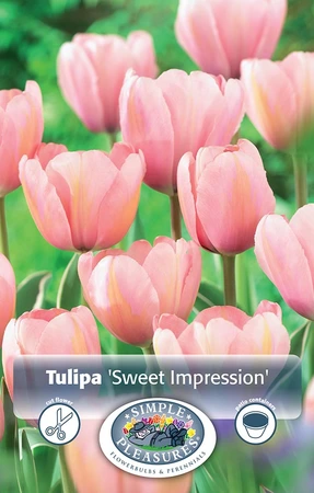 Tulipa Darwin Hybrid Sweet Impression | Cappers 5 x 20