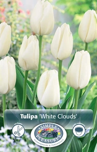 Tulipa Darwin Hybrid White Clouds (Hakuun) | Cappers 5 x 20