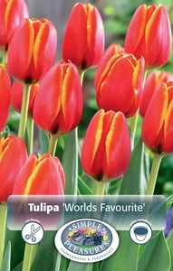 Tulipa Darwin Hybrid World's Favourite | Cappers 5 x 20