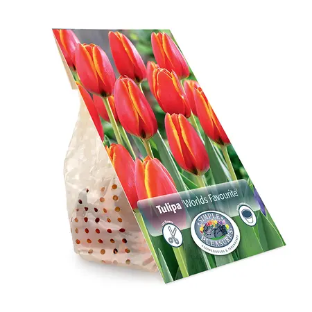 Tulipa Darwin Hybrid World's Favourite | Cappers 5 x 20 - image 3