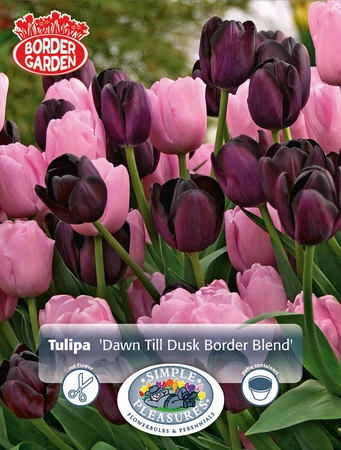 Tulipa Dawn Till Dusk Border Blend | Cappers 10 x 15