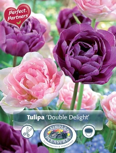 Tulipa Double Delight | Cappers 8 x 20