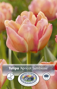 Tulipa Double Early Apricot Symbiose | Cappers 5 x 20