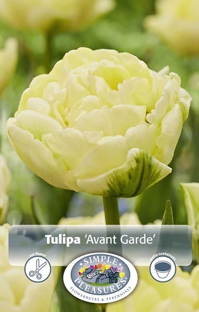 Tulipa Double Early Avant Garde | Cappers 5 x 20