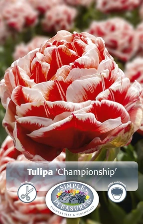 Tulipa Double Early Championship | 80 pce