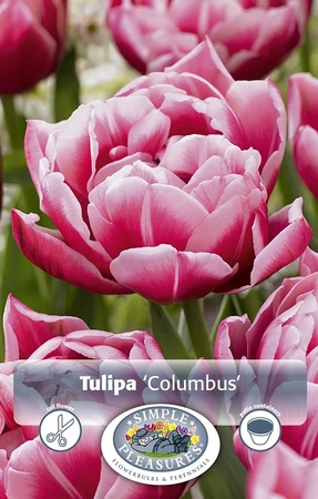 Tulipa Double Early Columbus | Cappers 5 x 20