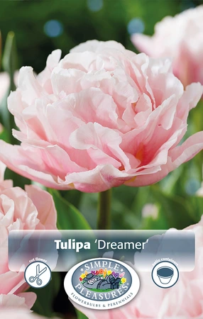 Tulipa Double Early Dreamer | 80 pce