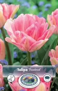 Tulipa Double Early Foxtrot | 80 pce