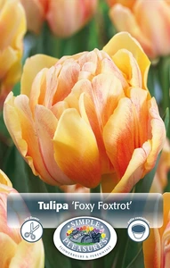 Tulipa Double Early Foxy Foxtrot | Cappers 5 x 20