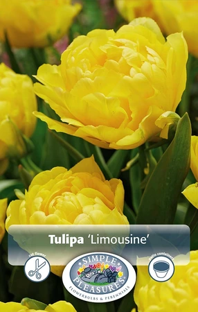 Tulipa Double Early Limousine | Cappers 5 x 20