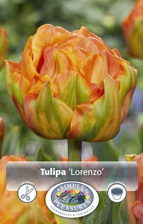 Tulipa Double Early Lorenzo | Cappers 5 x 20