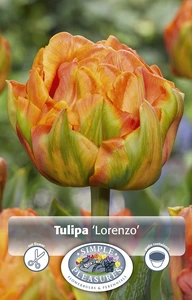 Tulipa Double Early Lorenzo | 80 pce