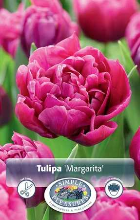 Tulipa Double Early Margarita | Cappers 5 x 20