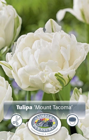 Tulipa Double Early Mount Tacoma | Cappers 5 x 20