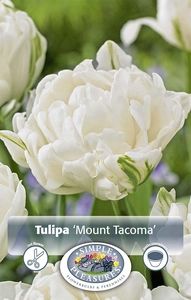 Tulipa Double Early Mount Tacoma | 80 pce