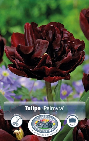 Tulipa Double Early Palmyra | Cappers 5 x 20