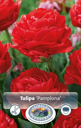 Tulipa Double Early Pamplona | Cappers 5 x 20