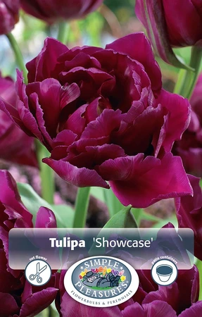 Tulipa Double Early Showcase | Cappers 5 x 20