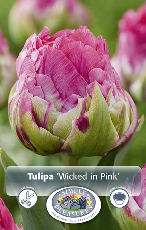 Tulipa Double Early Wicked in Pink | Cappers 5 x 20