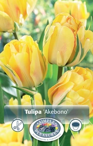 Tulipa Double Late Akebono | Cappers 5 x 20