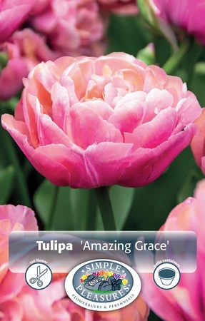 Tulipa Double Late Amazing Grace | Cappers 5 x 20