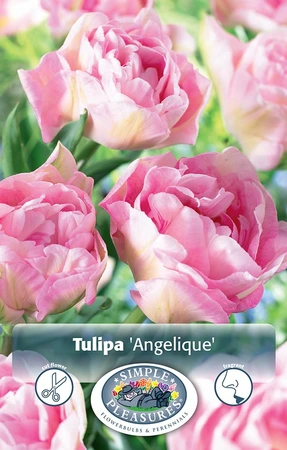 Tulipa Double Late Angelique | Cappers 5 x 20