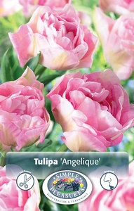 Tulipa Double Late Angelique | 80 pce