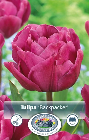 Tulipa Double Late Backpacker | 80 pce