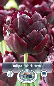 Tulipa Double Late Black Hero | Cappers 5 x 20