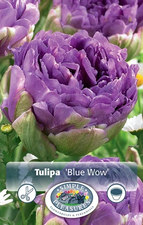 Tulipa Double Late Blue Wow | Cappers 5 x 20