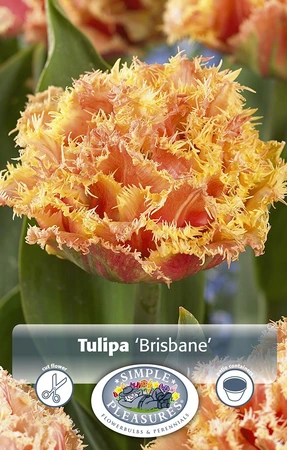 Tulipa Double Late Brisbane | Cappers 5 x 20