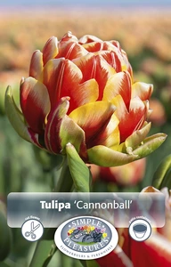 Tulipa Double Late Cannonball | Cappers 5 x 20