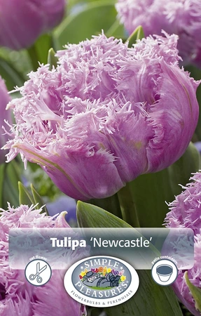 Tulipa Double Late castle | Cappers 5 x 20