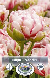 Tulipa Double Late Chandelier | Cappers 5 x 20