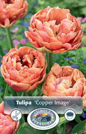 Tulipa Double Late Copper Image | Cappers 5 x 20