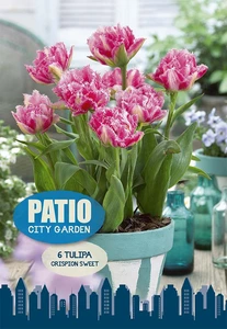 Tulipa Double Late Crispion Sweet | Cappers 6 x 20