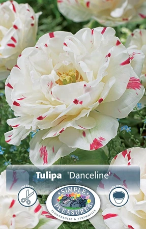 Tulipa Double Late Danceline | Cappers 5 x 20