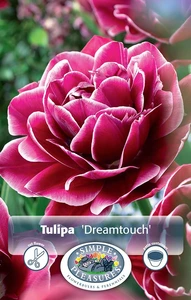 Tulipa Double Late Dreamtouch | Cappers 5 x 20