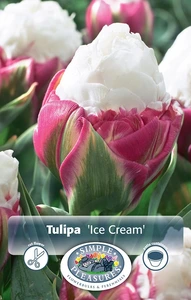 Tulipa Double Late Ice Cream | Cappers 5 x 20