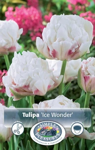 Tulipa Double Late Ice Wonder | Cappers 5 x 20