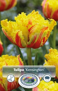 Tulipa Double Late Kensington | 80 pce