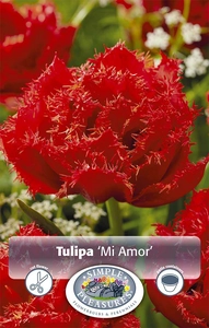 Tulipa Double Late Mi Amor | Cappers 5 x 20