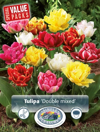 Tulipa Double Late mixed | Cappers 12 x 20