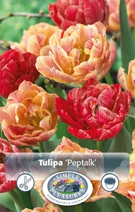 Tulipa Double Late Peptalk | Cappers 5 x 20