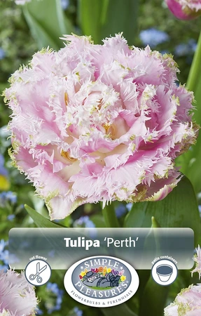 Tulipa Double Late Perth | Cappers 5 x 20