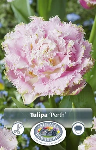 Tulipa Double Late Perth | Cappers 5 x 20