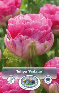 Tulipa Double Late Pinksize | Cappers 5 x 20