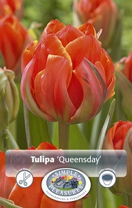 Tulipa Double Late Queensday | Cappers 5 x 20