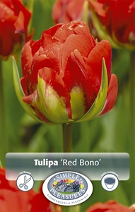 Tulipa Double Late Red Bono | Cappers 5 x 20