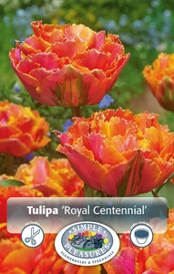 Tulipa Double Late Royal Centennial | Cappers 5 x 20